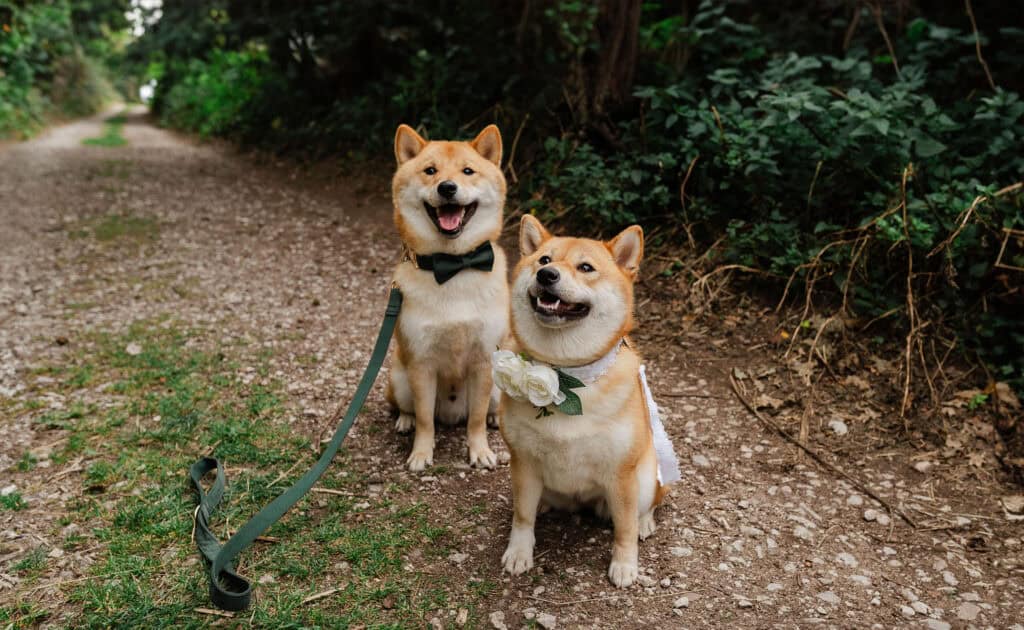 Incorporating Pets at Your Wedding.